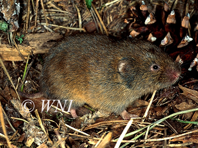 Woodland Vole (Microtus pinetorum)